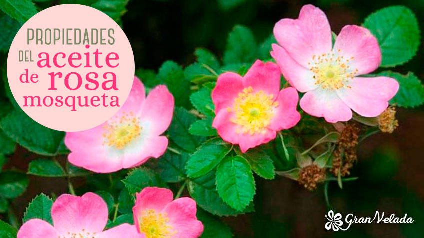 Detalle del Escaramujo de Rosa Mosqueta